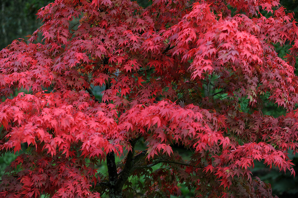 Furzey Gardens New Forest Autumn Acer 2